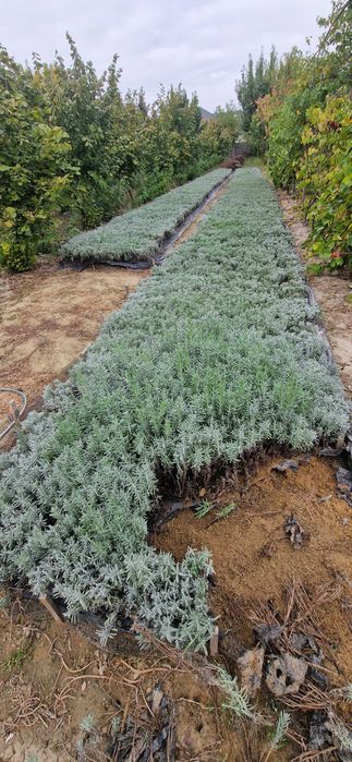 Butasi de lavanda pachet 50 butasi