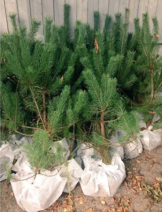 ёлка ель голубая саженцы сеянцы рябина береза липа кедр