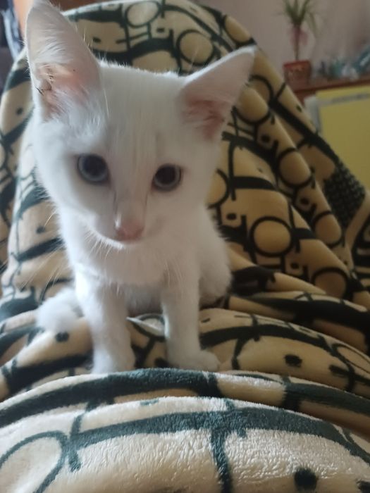 Котенок - девочка, 2,5 мес.