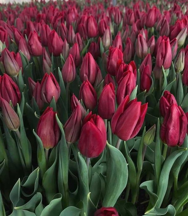 Тюльпаны на 8 марта - Астана