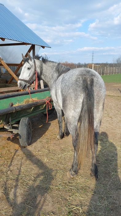 Iapă bună de vânzare