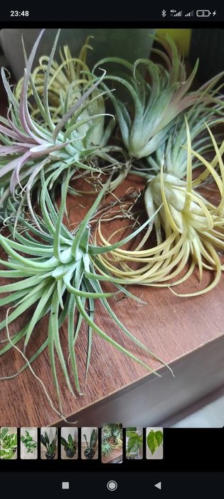 Тилландсия воздушный цветок