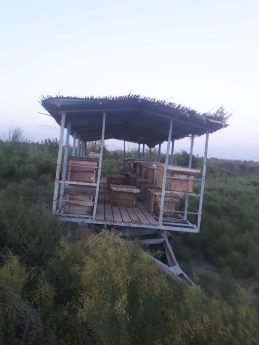 Asal ari oilasi va asal ari prisepti sotiladi