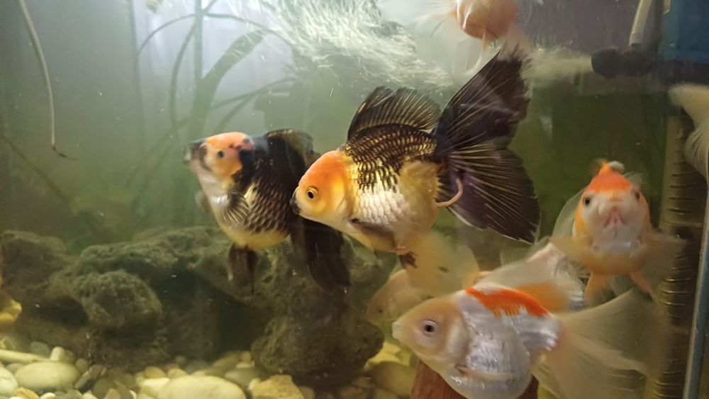 Рыбки Оранды gold fish мальки