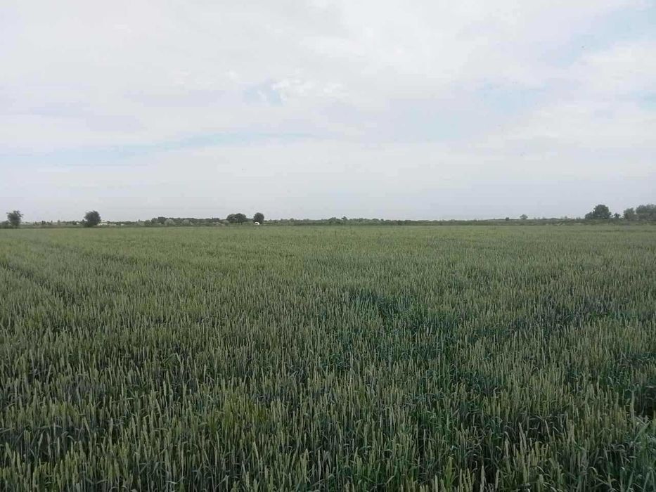 Дехкончилик ва Баликчилик учун ТАЙЕР ЕР