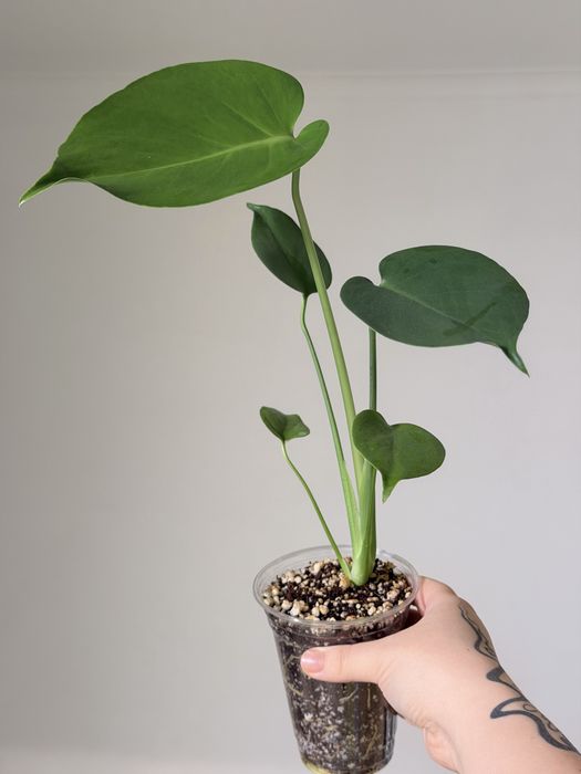 Monstera Deliciosa plantă de camera