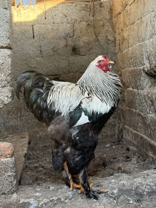 Cocosi Brahman,diferite culori,varsta 1an.