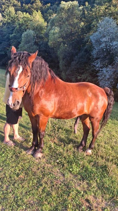 Vand cal din Dobarlau