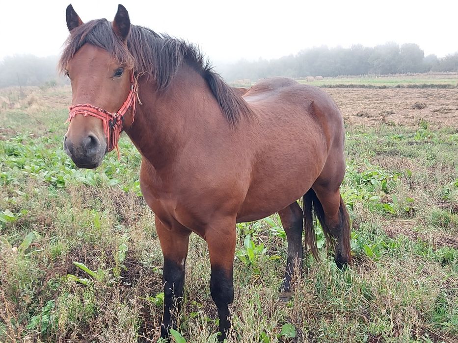 Vând mânz de 2 ani
