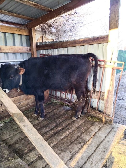 Бычки в хорошем состоянии