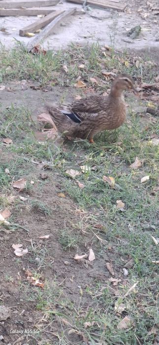 O'rdaklar sotiladi 6 dona azron narxlarda