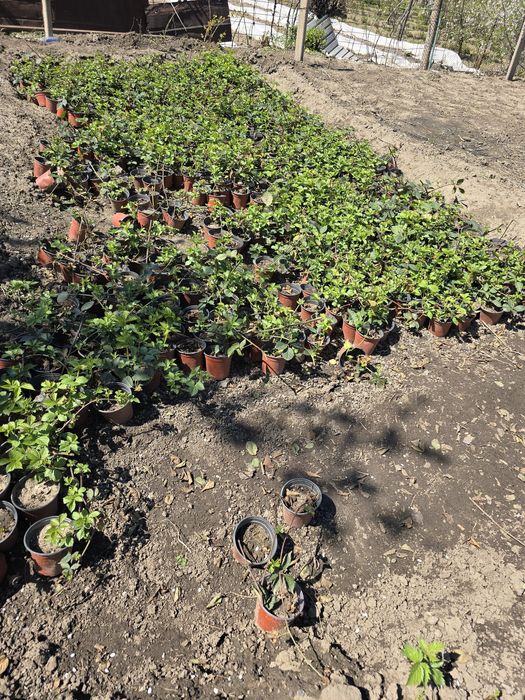 Продам сорт ежимали натчез