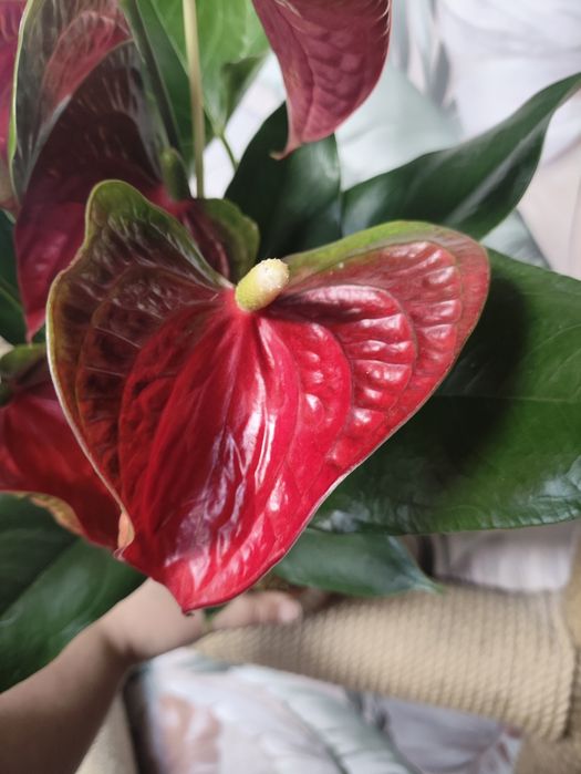 Комнатные растения