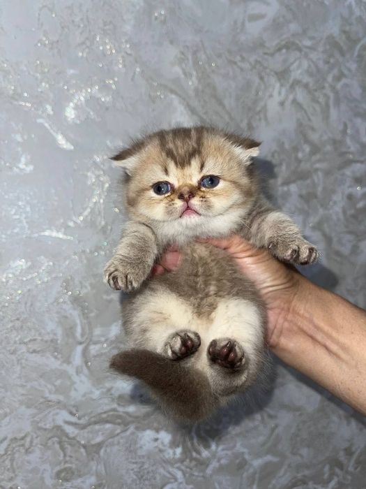 Котята девочка и мальчик
