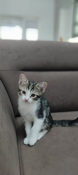 Котята бесплатно