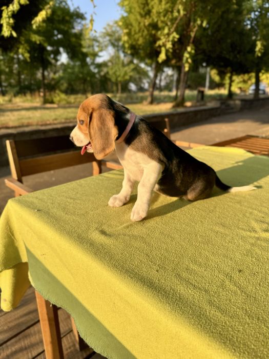 Pui Beagle cu pedigree disponibil