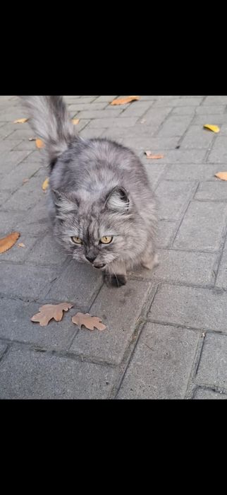 Кошка бывшедомашняя длинношерстная