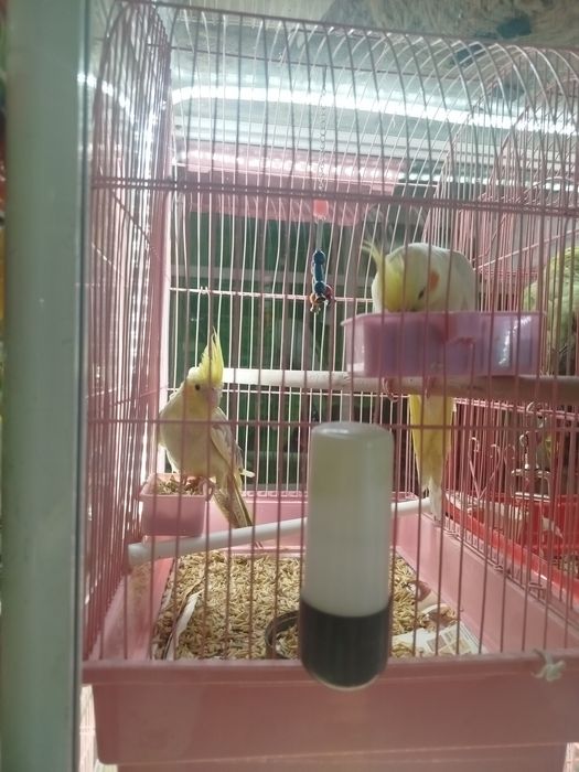 В продаже кареллы