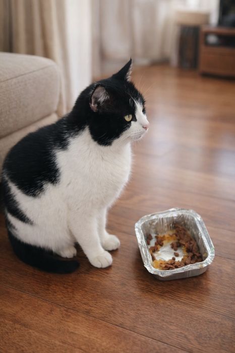 Кот мальчик 2,5 года