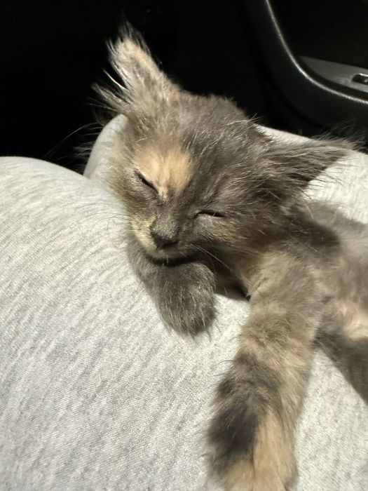 Отдам котенка в добрые руки