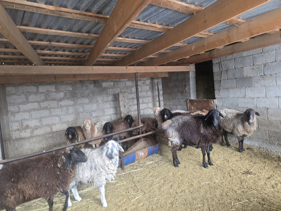 Койлы козылар  сатылады