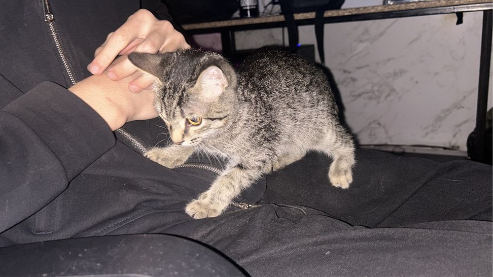 Отдам котенка мальчика