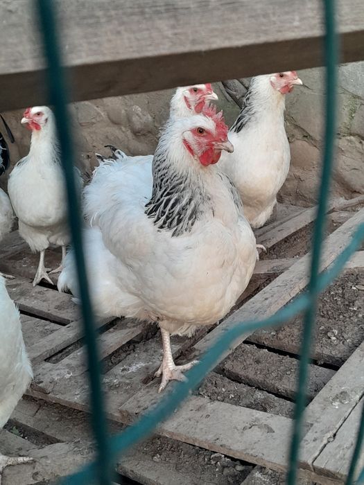 Oua pentru incubat Sussex