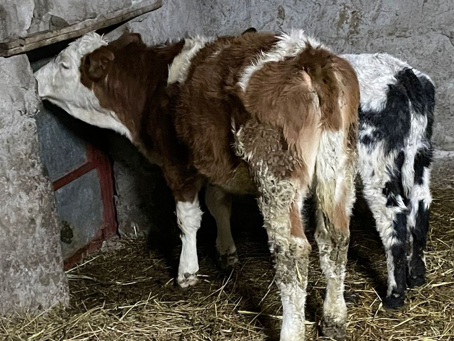 Se vinde 2 vitele de rasa