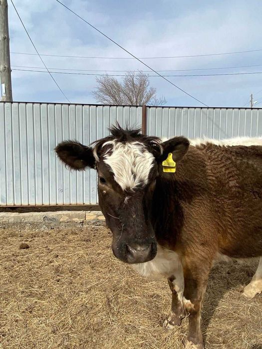 Құнажын буаз сиыр