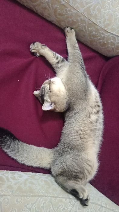 (Scottish Fold) mushugi sotiladi