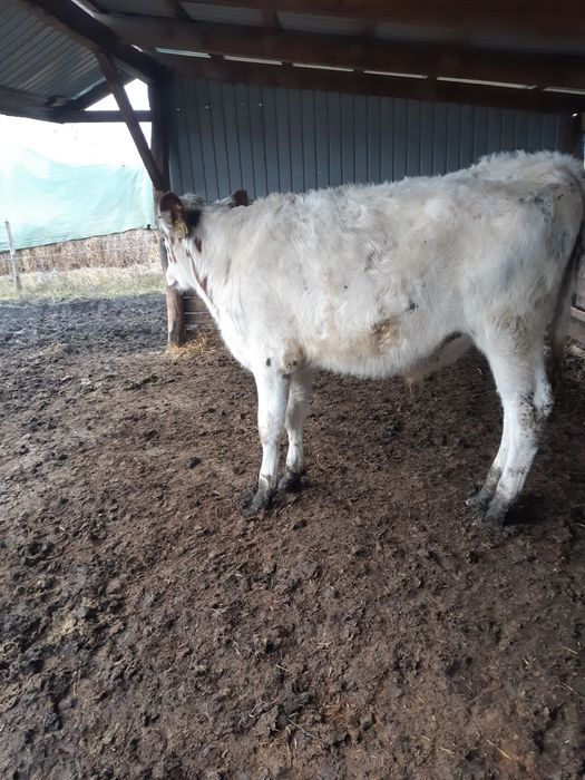 Vand tauras de 5 luni