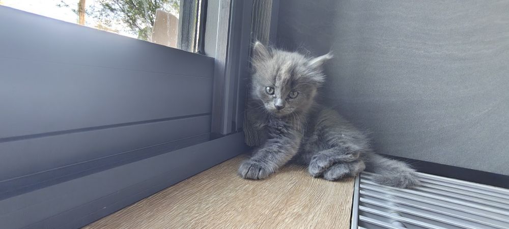 Котенок девочка.