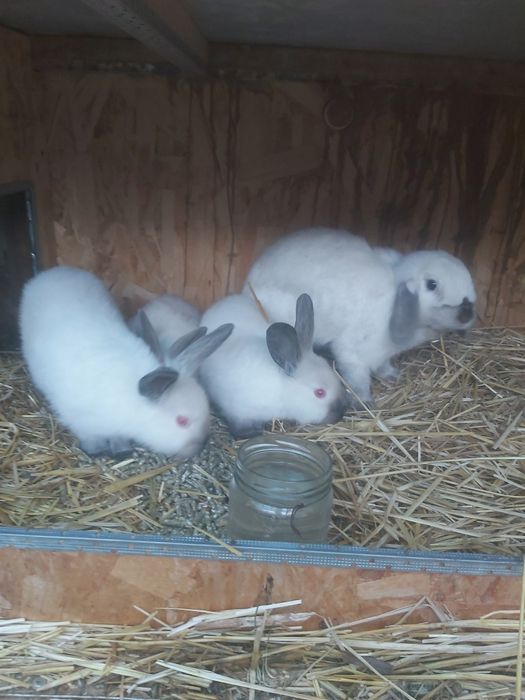 Продаются кролики крольчата куен болалари  онаси билан.