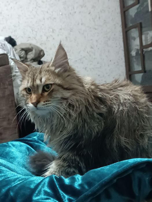 European kami bor kelishamiz