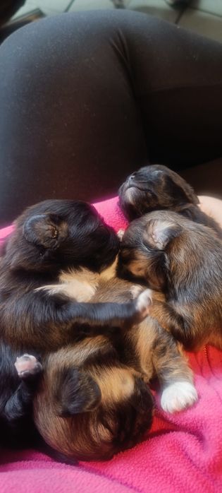 Пекинезчета родени на 12 февруари