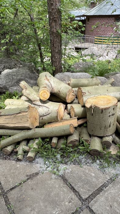 Дрова самовывоз бесплатно