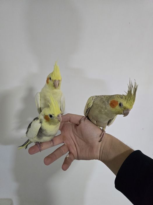 Продаётся корелла