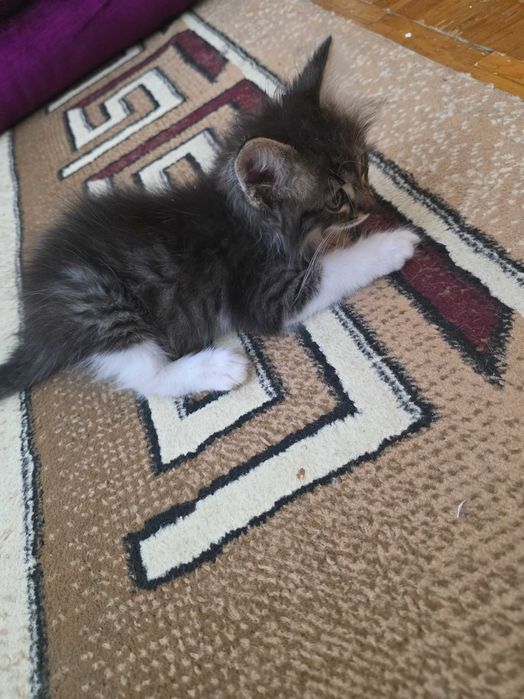 Mushukcha tekinga beriladi. 2 oylik.