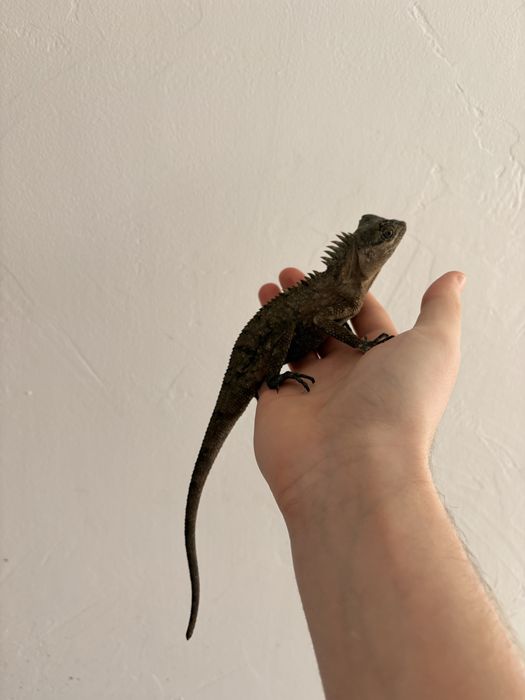 Vand agama de munte (acanthosaura capra)