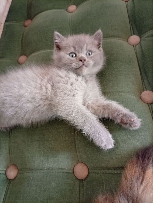 мушукча сотилади акция нархда улгуриб колинг