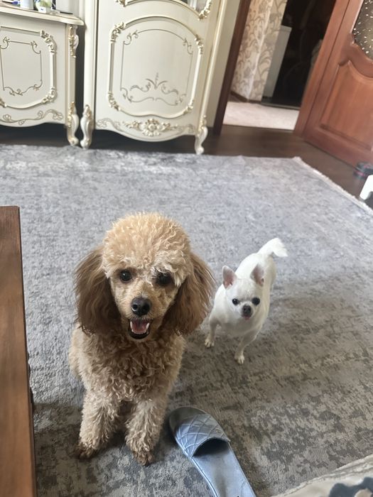 Продам собак пудель чихуа