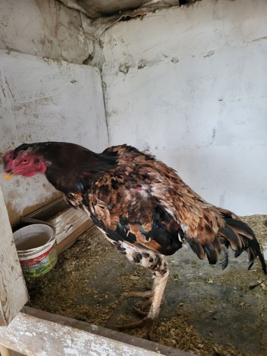 Сатамын тохапей кораз 15000