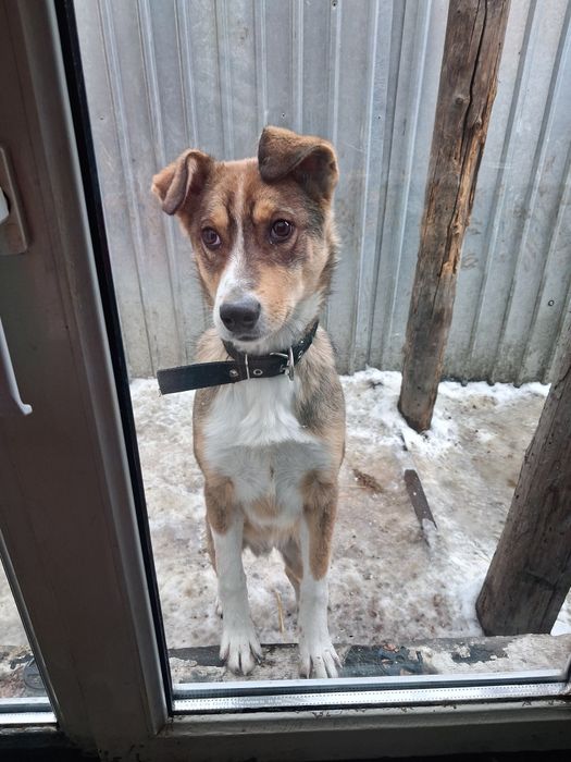 Бимка ищет дом!!