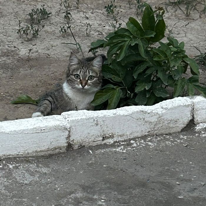 Отдам даром хорошую кошечку