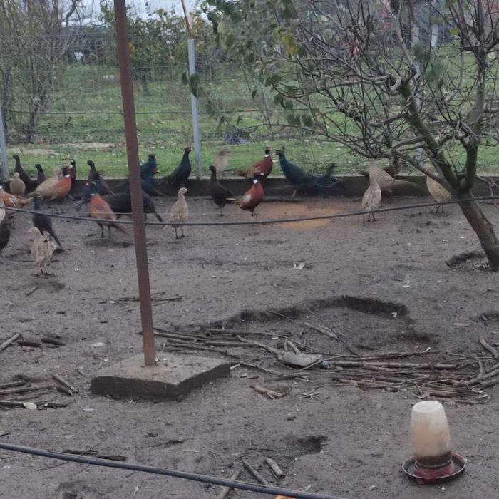 Fazani din anul 2025