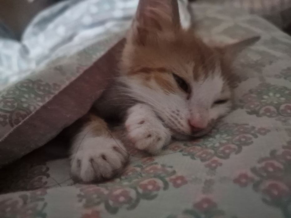 Котенок в добрые руки