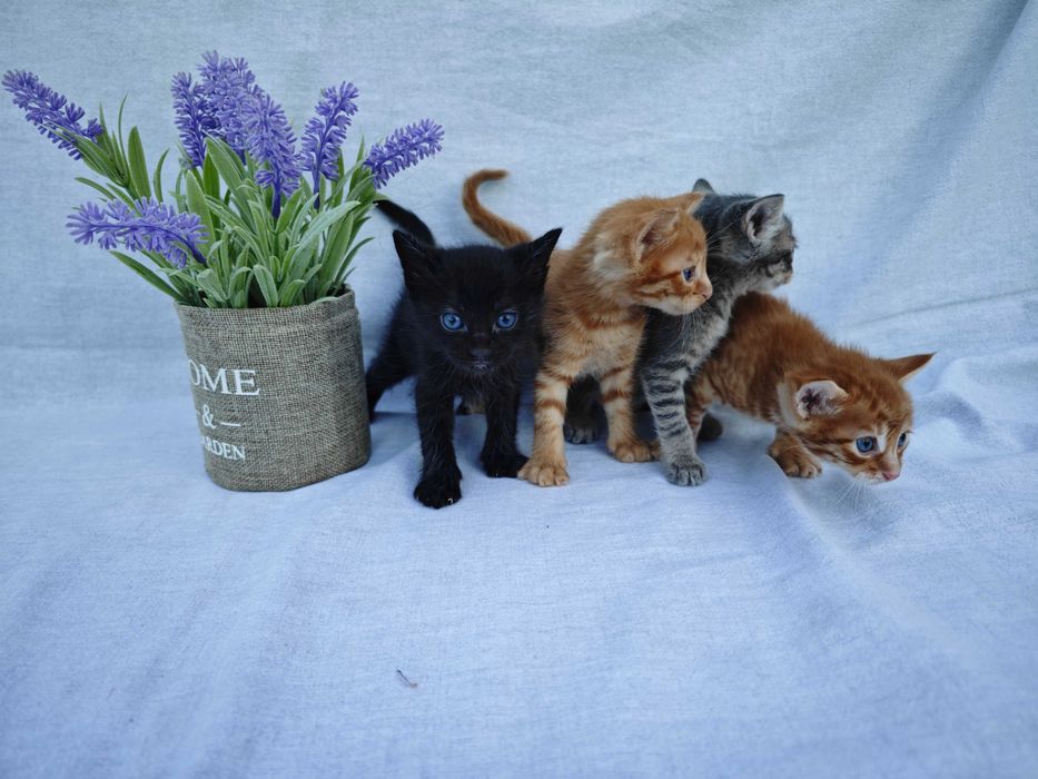 Подаряваме 4 котенца!