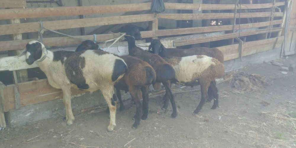 Акика ва эхсонлар учун Кучкорлар сотилади