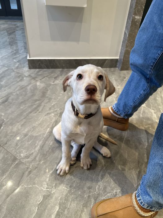 Помесь лабродол и ретривер