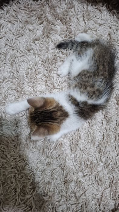 Отдам котёнка в добрые руки